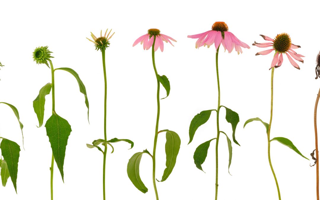 Death & Dying:  Talking to Your Loved Ones