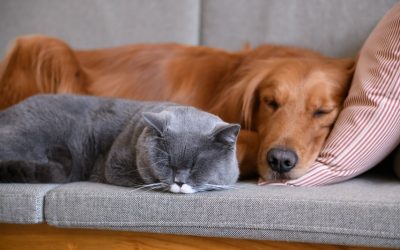 Pets and Older Adults: Benefits & Risks